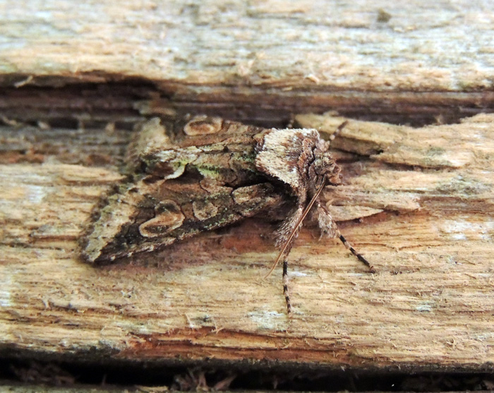 Allophyes oxyacanthae Noctuidae